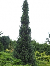 Abies alba 'Pyramidalis' 